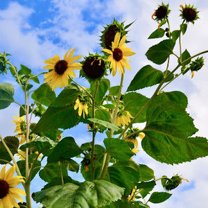 Meet your Posher, Paige